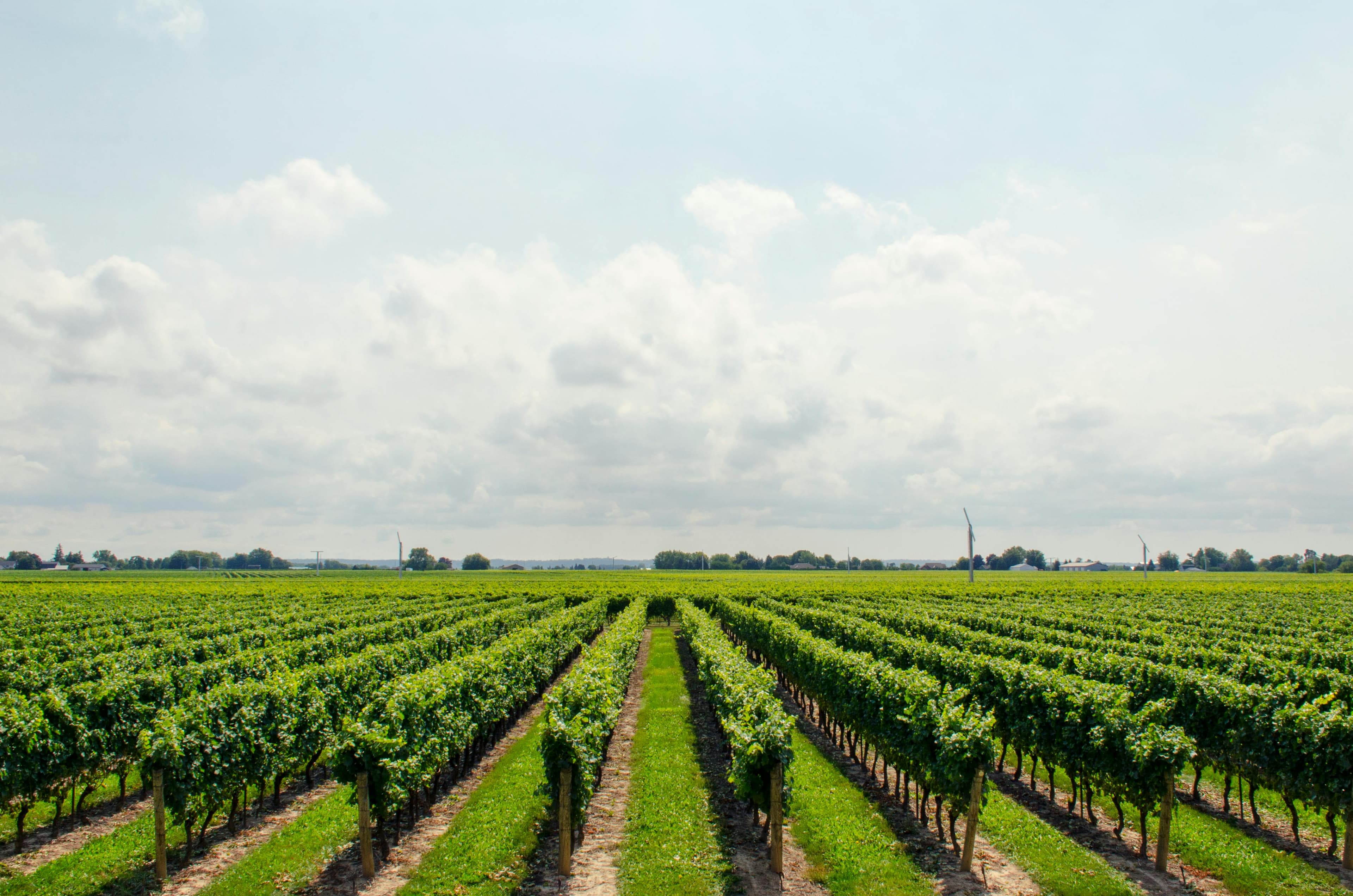Vineyard rows supported by trellis fencing