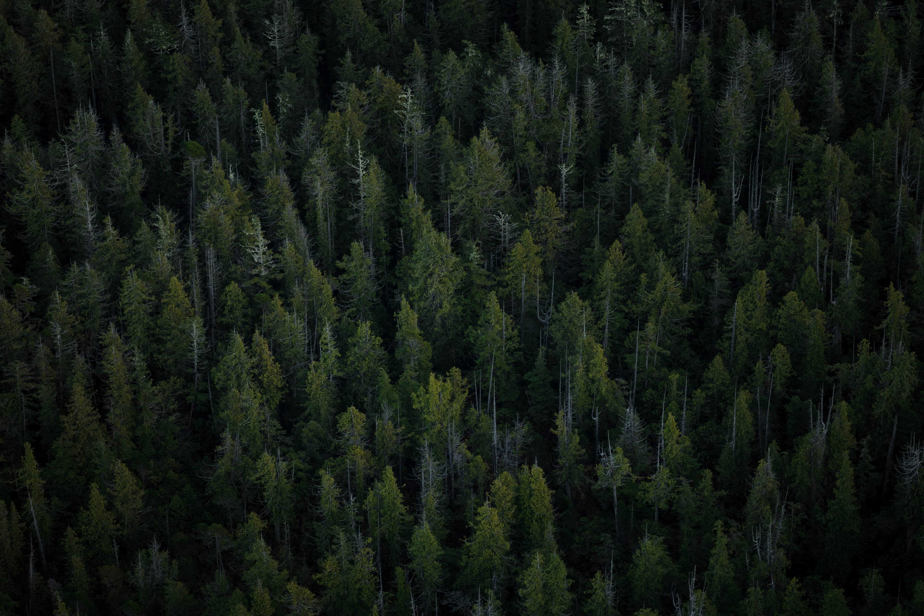 Dense forest with evergreen trees